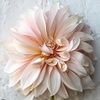 hottpink_2007